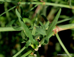 Rumex hastatus