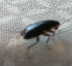 Loboptera canariensis