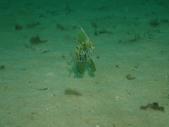 Metavelifer multiradiatus