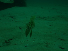 Metavelifer multiradiatus