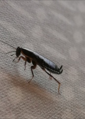 Loboptera canariensis