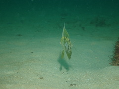 Metavelifer multiradiatus