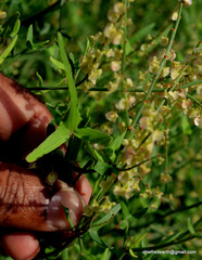 Rumex hastatus
