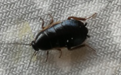 Loboptera canariensis