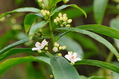 Philotheca myoporoides myoporoides