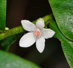 Philotheca myoporoides myoporoides