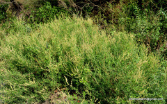 Rumex hastatus