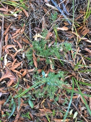 Philotheca salsolifolia