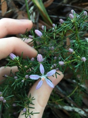 Philotheca salsolifolia