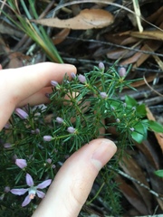 Philotheca salsolifolia