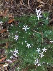 Philotheca salsolifolia