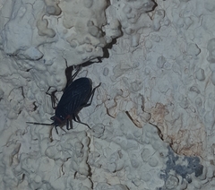 Melacoryphus rubicollis