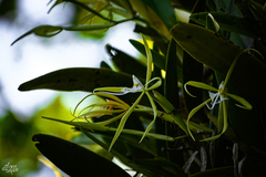 Epidendrum ciliare