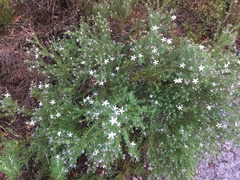 Philotheca salsolifolia