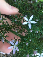 Philotheca salsolifolia