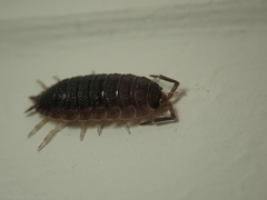 Porcellio scaber