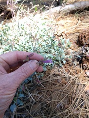 Penstemon caesius