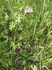 Primula farinosa