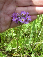 Primula farinosa