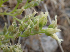 Dudleya cymosa