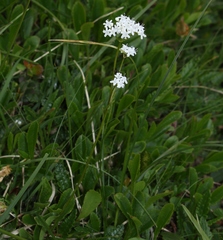 Valeriana saxatilis