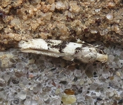Coleotechnites atrupictella