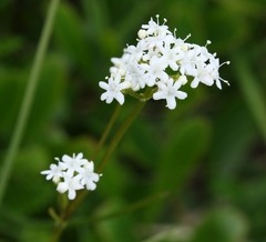 Valeriana saxatilis