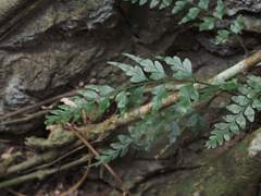 Asplenium oldhamii