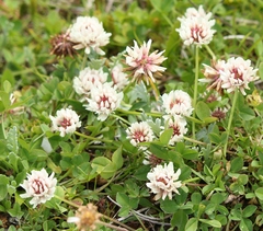 Trifolium pallescens