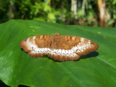 Euthalia monina