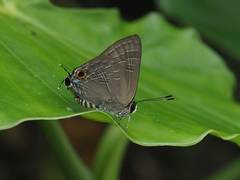 Deudorix epijarbas menesicles