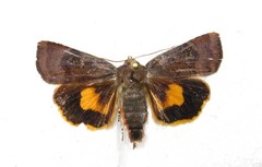 Noctua janthina