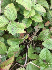 Fragaria vesca