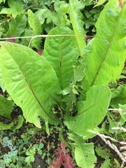 Taraxacum officinale