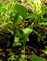 Arisaema triphyllum
