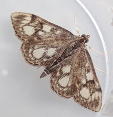 Anania coronata