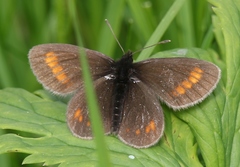 Erebia pharte