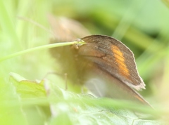 Erebia pharte