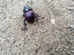 Phelotrupes auratus
