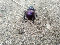 Phelotrupes auratus