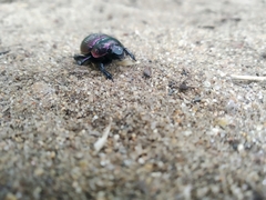 Phelotrupes auratus