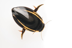 Hydaticus quadrivittatus