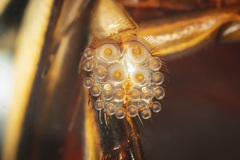 Hydaticus quadrivittatus