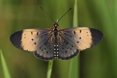 Acraea caldarena