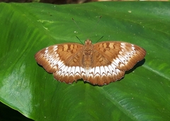 Euthalia monina