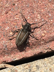 Neodorcadion bilineatum