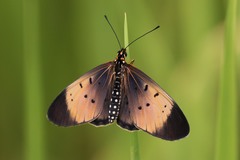 Acraea caldarena