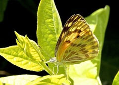 Colotis chrysonome