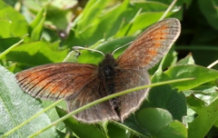 Erebia epiphron