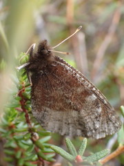 Erebia discoidalis